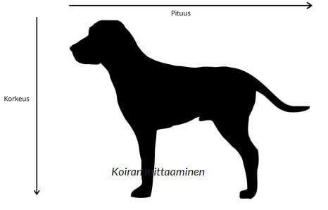 koiran mittaaminen